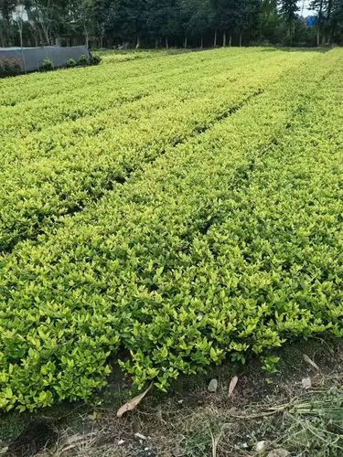 网球拍怎么打螺丝最快方法